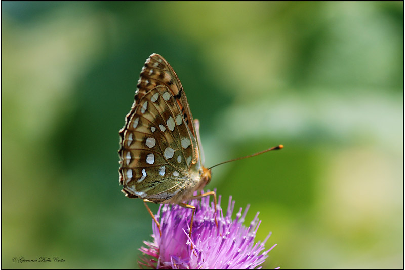 farfalla da identificare